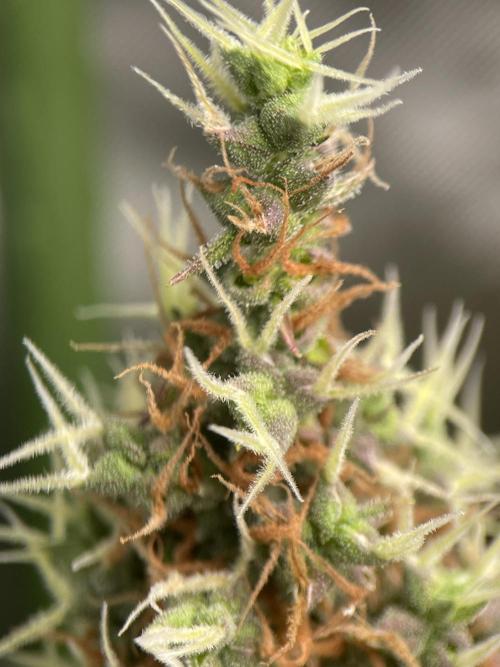 Terpyz - Dooligah 0G F3. Week 20