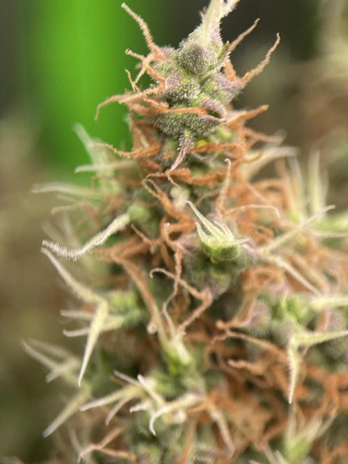 Terpyz - Dooligah 0G F3. Week 20