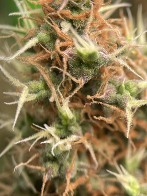 Terpyz - Dooligah 0G F3. Week 20