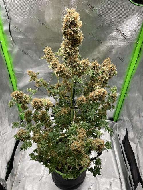 Terpyz - Dooligah 0G F3. Week 21
