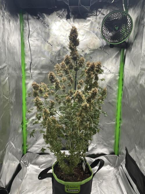 Terpyz - Dooligah 0G F3. Week 21