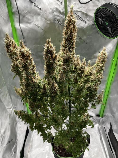 Terpyz - Dooligah 0G F3. Week 21