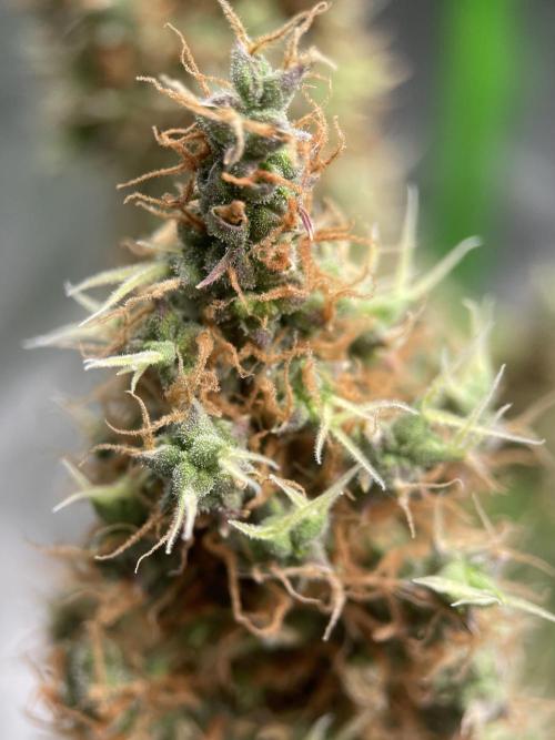 Terpyz - Dooligah 0G F3. Week 21