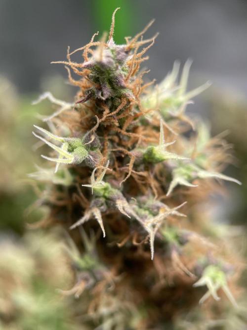 Terpyz - Dooligah 0G F3. Week 21