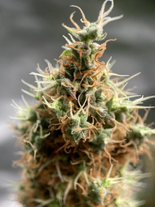 Terpyz - Dooligah 0G F3. Week 21
