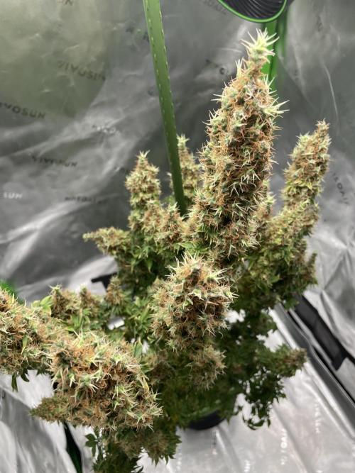 Terpyz - Dooligah 0G F3. Week 21