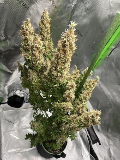 Terpyz - Dooligah 0G F3. Week 21