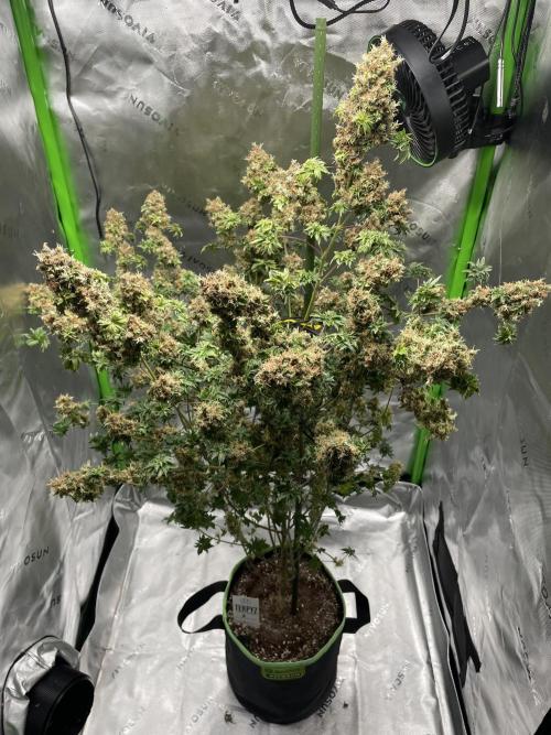 Terpyz - Dooligah 0G F3. Week 21