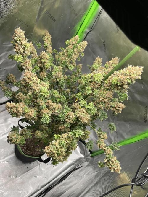 Terpyz - Dooligah 0G F3. Week 21