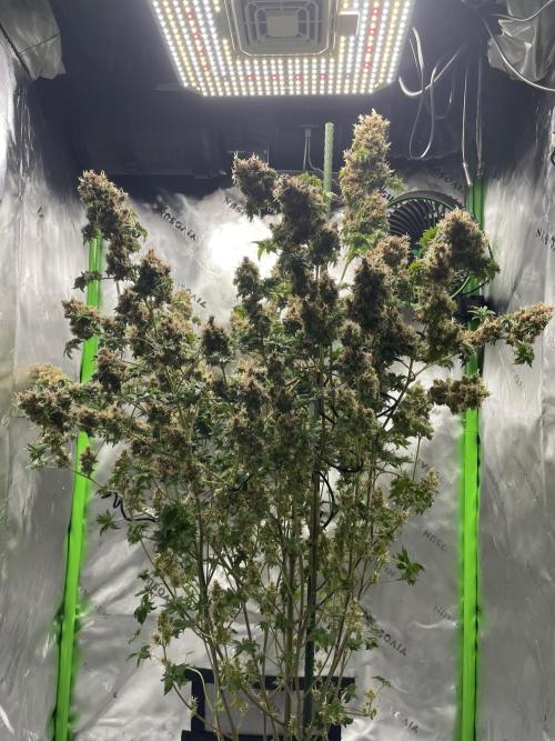 Terpyz - Dooligah 0G F3. Week 21