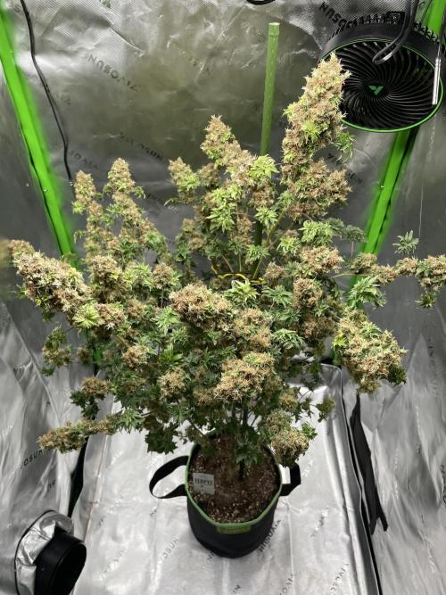 Terpyz - Dooligah 0G F3. Week 21