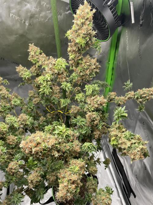 Terpyz - Dooligah 0G F3. Week 21