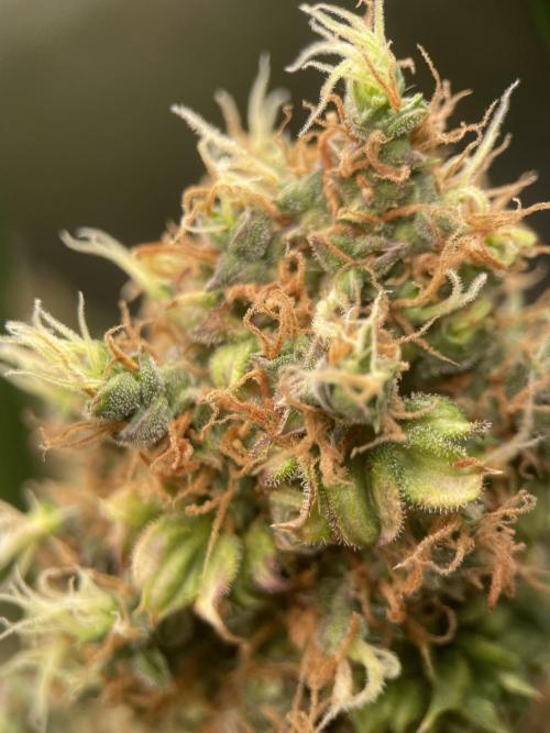 Terpyz - Dooligah 0G F3. Week 21