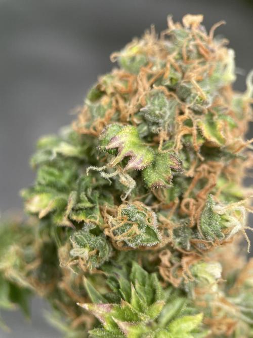 Terpyz - Dooligah 0G F3. Week 21