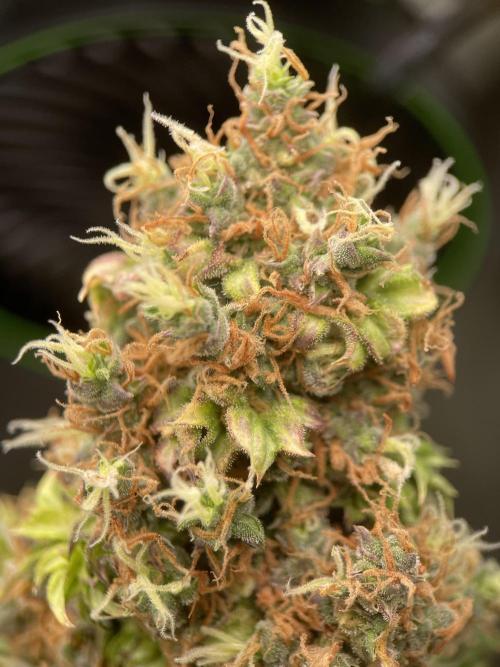 Terpyz - Dooligah 0G F3. Week 21