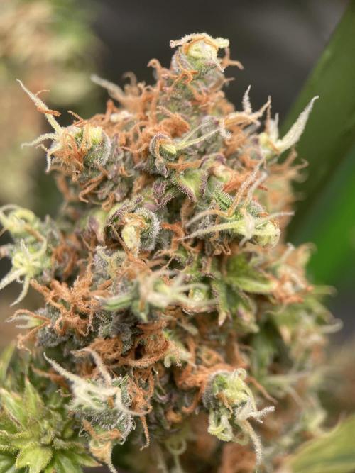 Terpyz - Dooligah 0G F3. Week 21