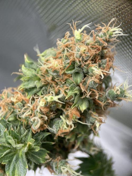 Terpyz - Dooligah 0G F3. Week 21