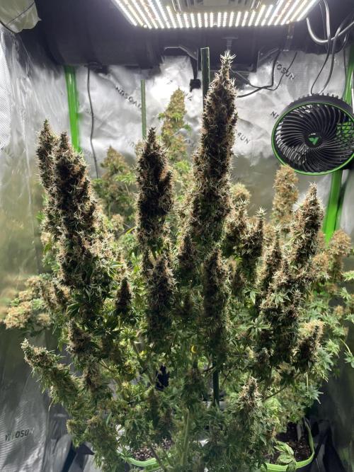 Terpyz - Dooligah 0G F3. Week 21