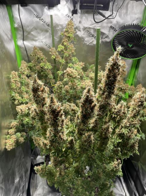 Terpyz - Dooligah 0G F3. Week 21