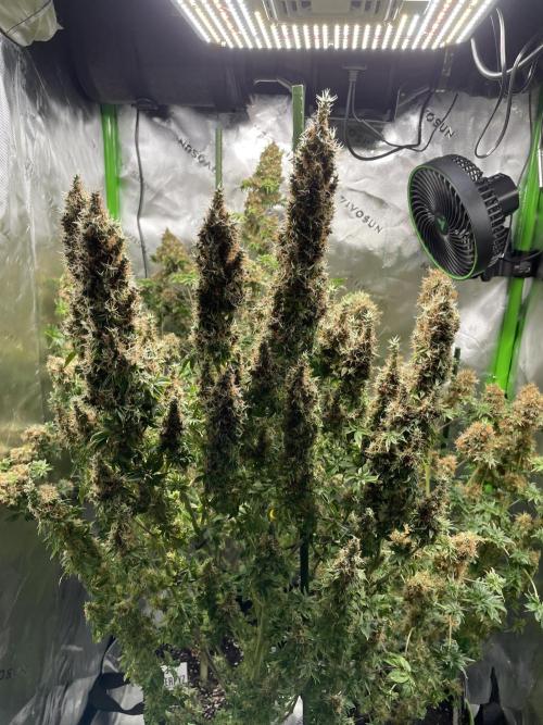 Terpyz - Dooligah 0G F3. Week 21