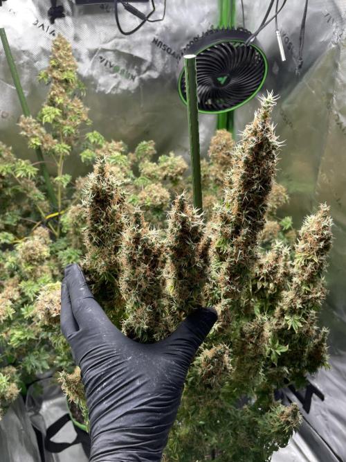Terpyz - Dooligah 0G F3. Week 21