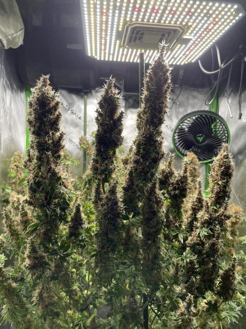 Terpyz - Dooligah 0G F3. Week 21