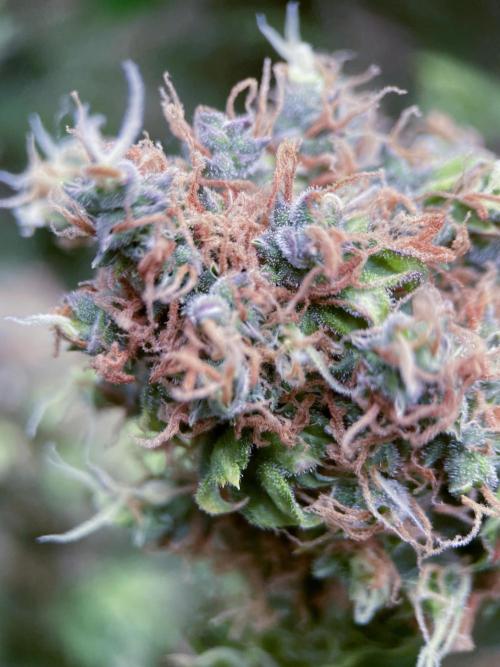 Terpyz - Dooligah 0G F3. Week 22