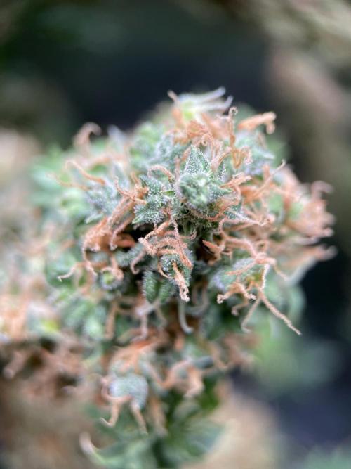 Terpyz - Dooligah 0G F3. Week 22