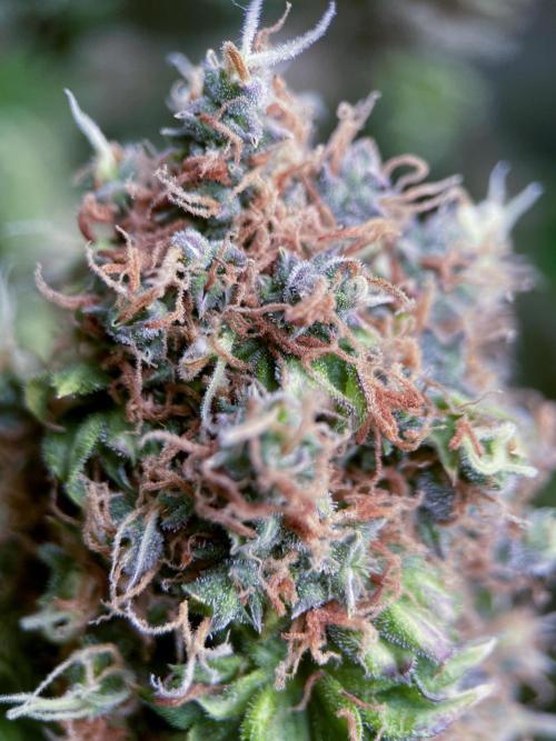 Terpyz - Dooligah 0G F3. Week 22