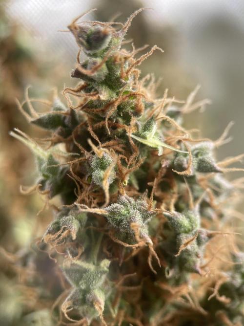 Terpyz - Dooligah 0G F3. Week 23