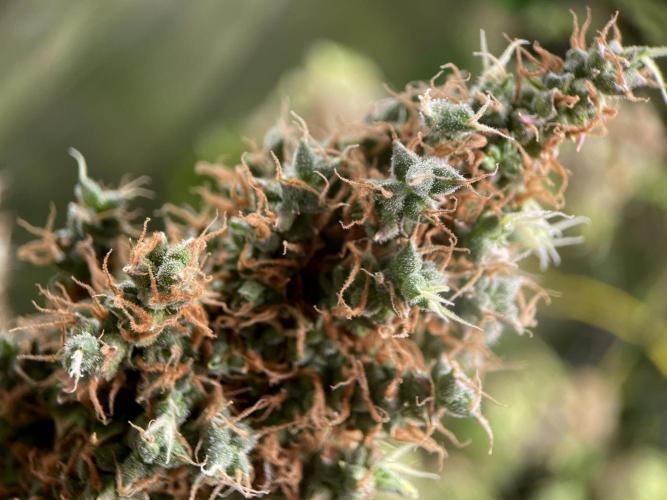 Terpyz - Dooligah 0G F3. Week 23