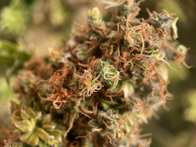 Terpyz - Dooligah 0G F3. Week 23