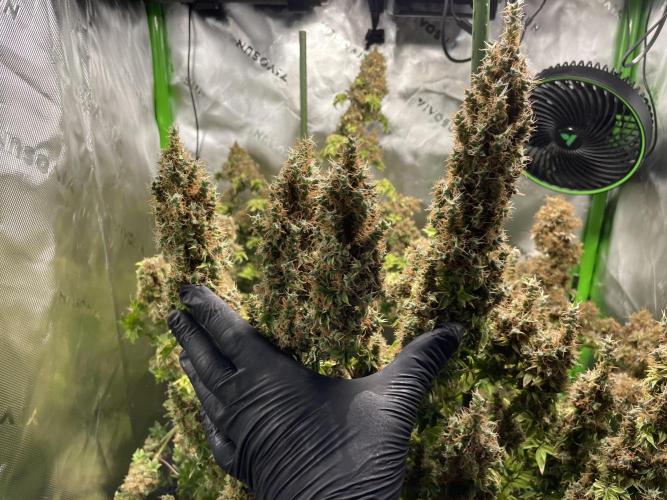 Terpyz - Dooligah 0G F3. Week 23