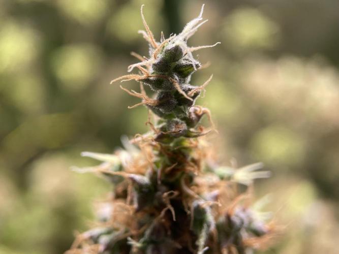 Terpyz - Dooligah 0G F3. Week 23