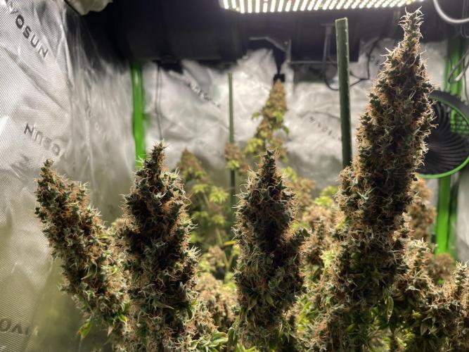 Terpyz - Dooligah 0G F3. Week 23