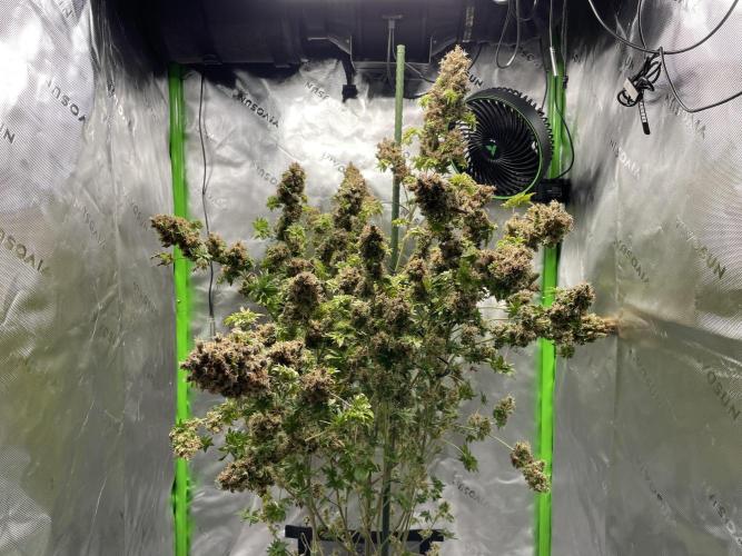 Terpyz - Dooligah 0G F3. Week 23