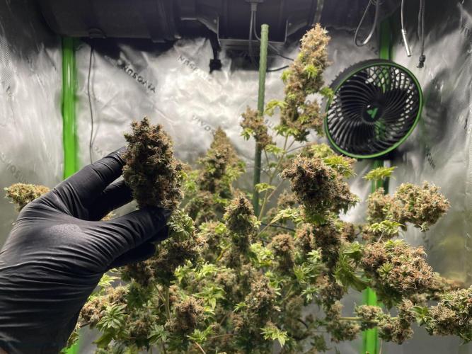 Terpyz - Dooligah 0G F3. Week 23