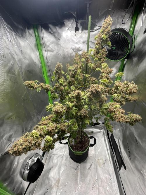 Terpyz - Dooligah 0G F3. Week 23