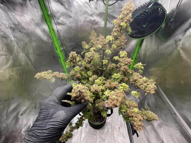 Terpyz - Dooligah 0G F3. Week 23