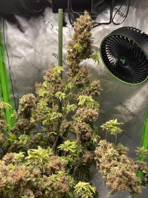 Terpyz - Dooligah 0G F3. Week 23