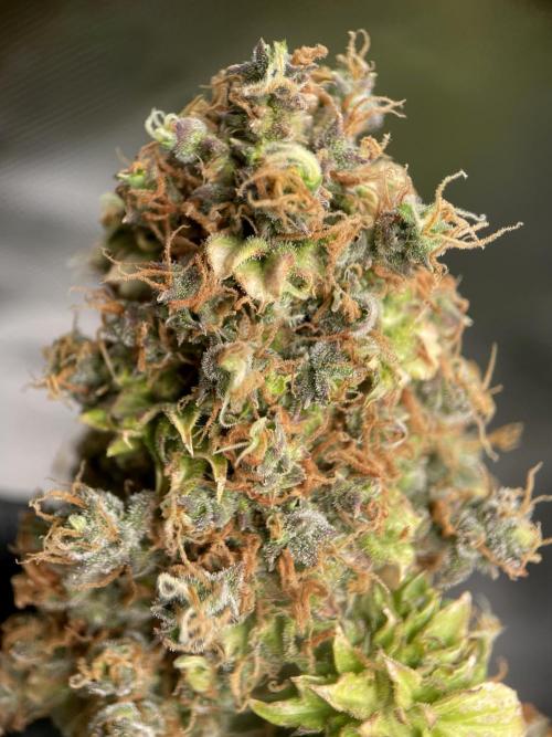 Terpyz - Dooligah 0G F3. Week 23