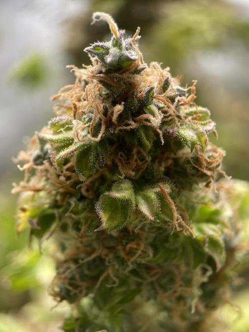 Terpyz - Dooligah 0G F3. Week 23