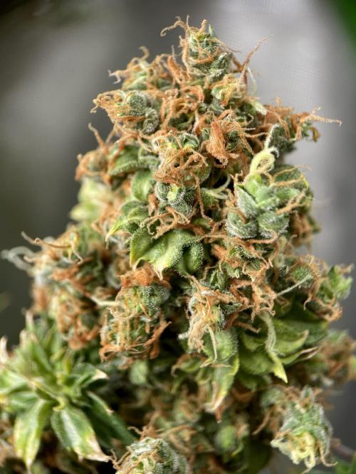 Terpyz - Dooligah 0G F3. Week 23