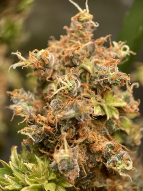 Terpyz - Dooligah 0G F3. Week 23