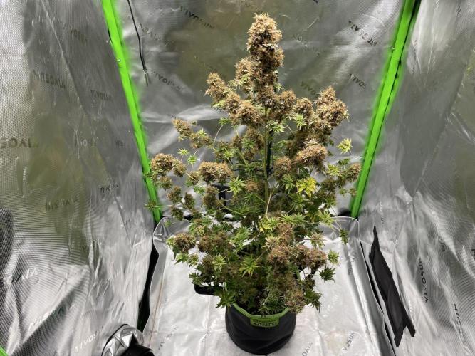 Terpyz - Dooligah 0G F3. Week 23