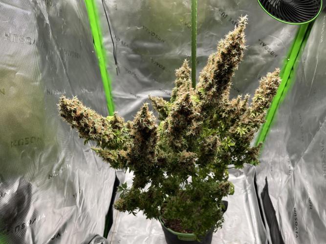 Terpyz - Dooligah 0G F3. Week 23
