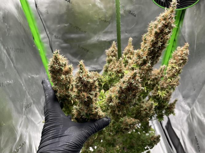 Terpyz - Dooligah 0G F3. Week 23