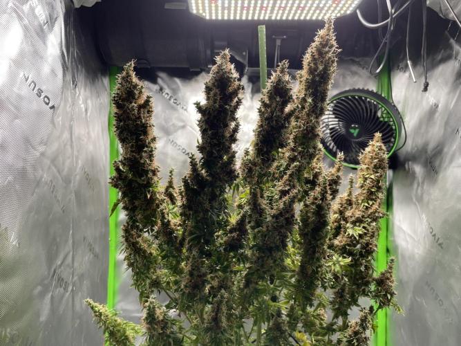 Terpyz - Dooligah 0G F3. Week 23