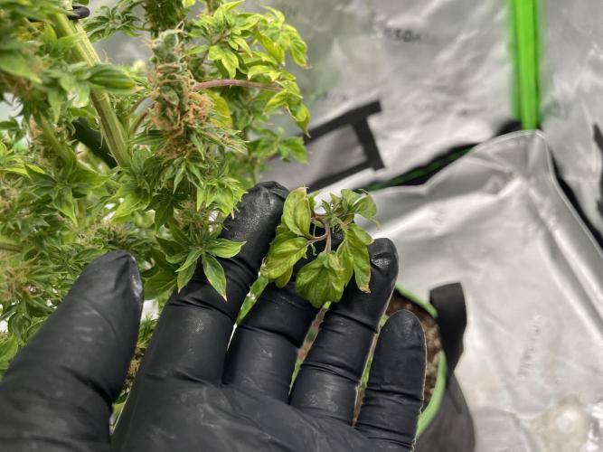 Terpyz - Dooligah 0G F3. Week 23