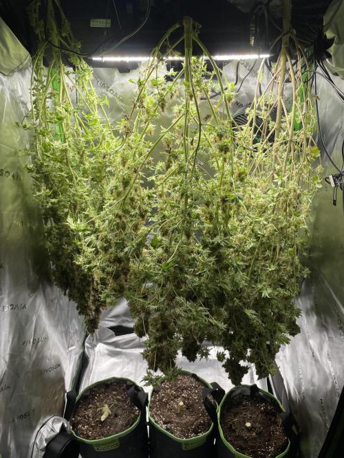 Terpyz - Dooligah 0G F3. Week 23